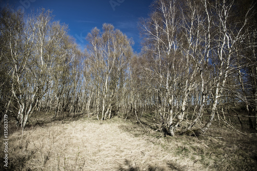 Sleeping forest