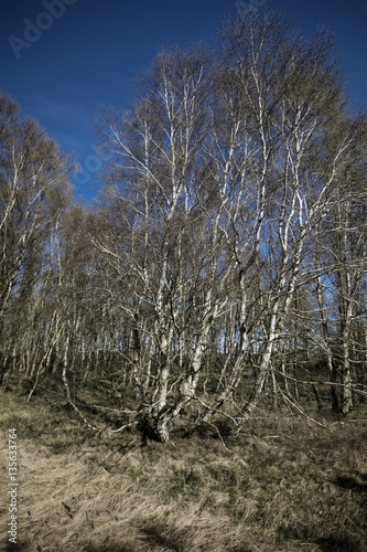 Sleeping forest