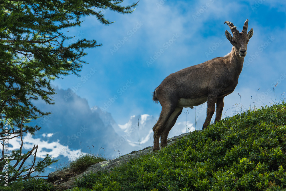 Mountain goat in the grassy meadows of the French Alps above Chamonix Mountain goat in the grassy meadows of the French Alps above Chamonix