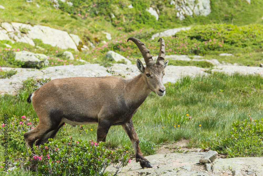 Mountain goat in the grassy meadows of the French Alps above Chamonix Mountain goat in the grassy meadows of the French Alps above Chamonix