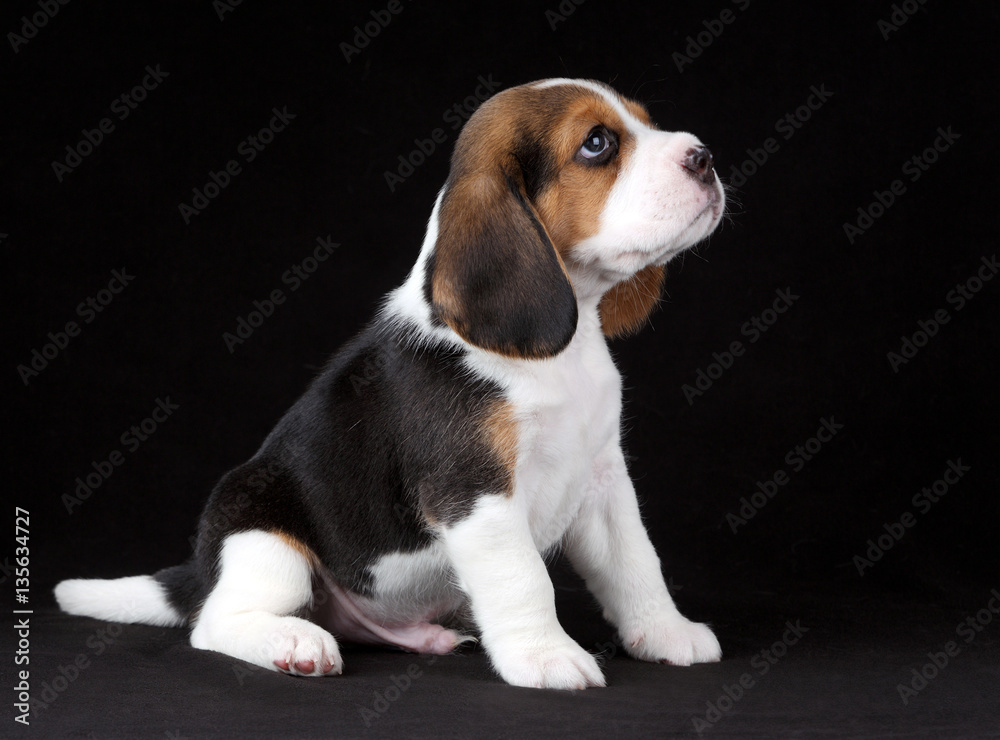 Cute little beagle puppy