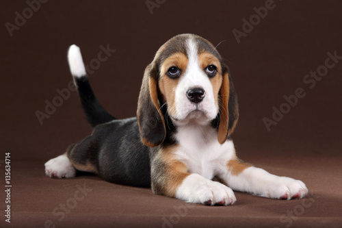 Fototapeta Naklejka Na Ścianę i Meble -  Cute little beagle puppy
