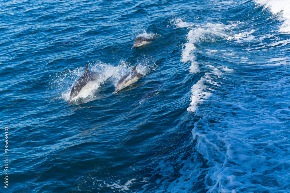 Naklejka premium Dolphins jump in the wake of a boat in the Pacific ocean off the coast of Ventura, California
