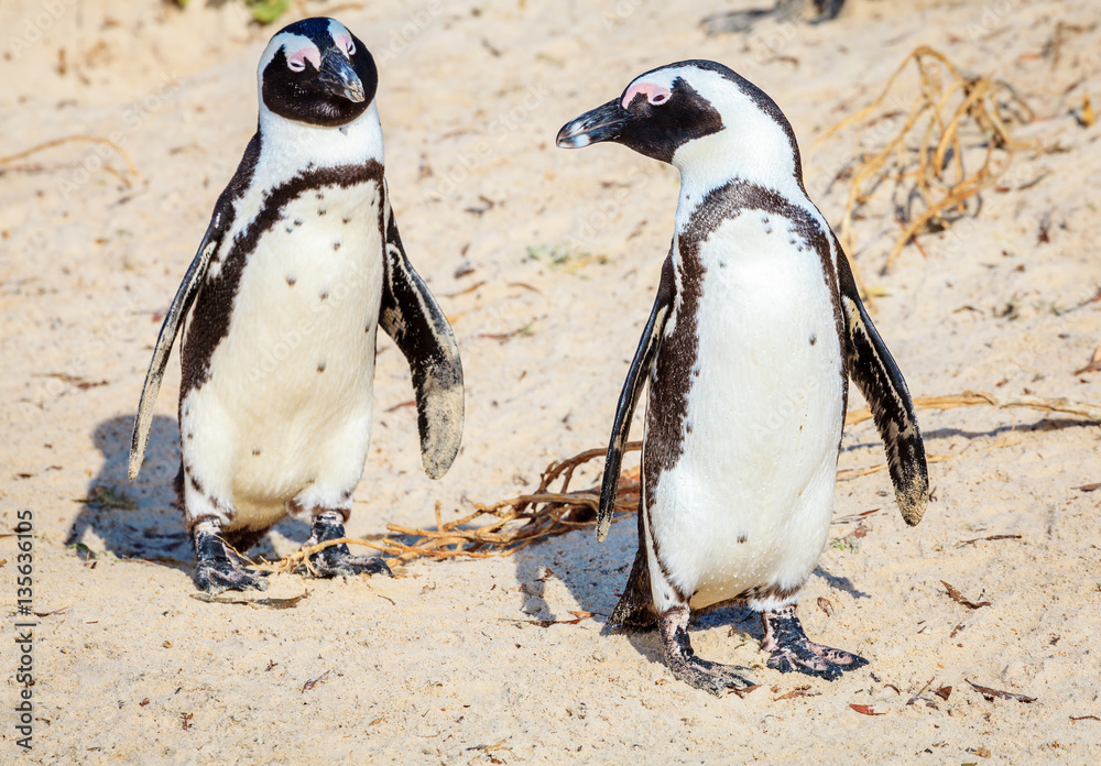 Obraz premium African penguins