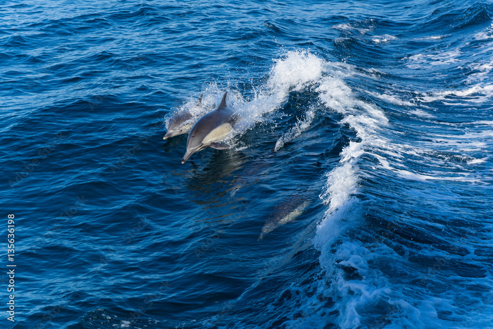 Obraz premium Dolphins jump in the wake of a boat in the Pacific ocean off the coast of Ventura, California