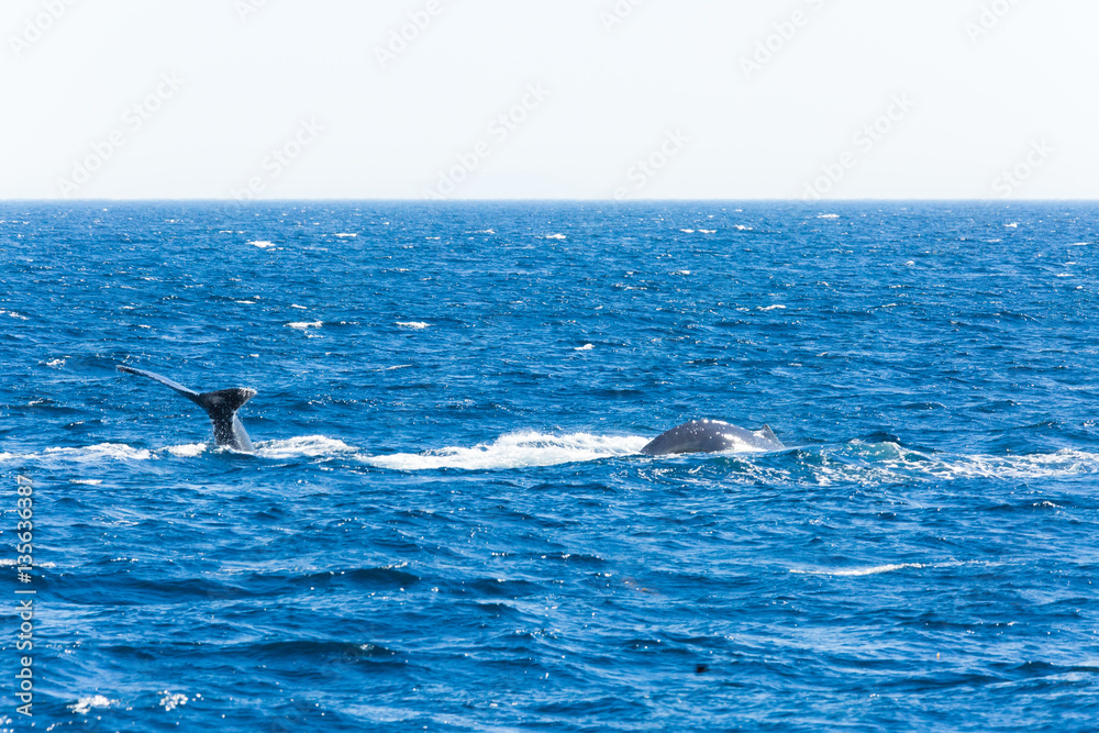 Naklejka premium Fluke of humpback whale in the Pacific ocean off the coast of Ventura, California