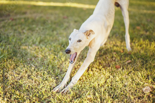 Fototapeta Naklejka Na Ścianę i Meble -  White greyhound dog yawning on the grass