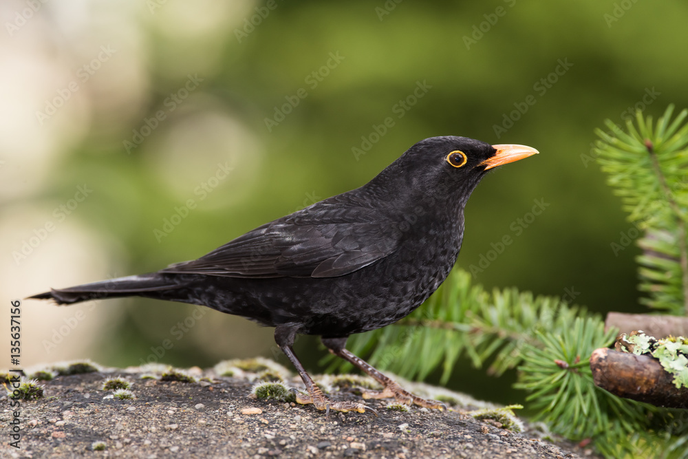 Blackbird, Turdus merula Blackbird, Turdus merula