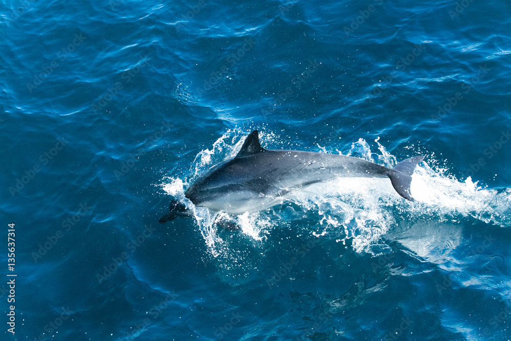 Obraz premium Dolphins jump in the Pacific ocean off the coast of Ventura, California