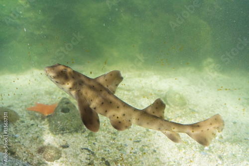 A horn shark in the Pacific Ocean off Ventura, California