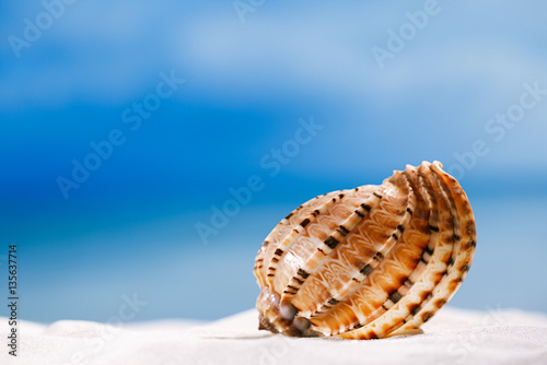 tropical seashell sea shell with ocean , beach and seascape