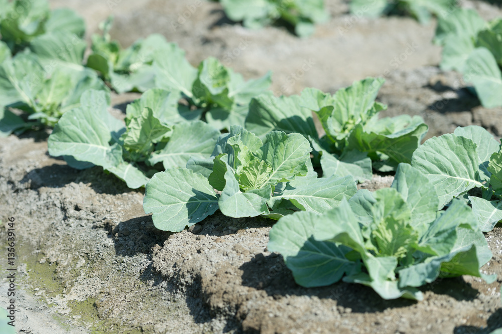 Naklejka premium view of a freshly growing cabbage field.butterfly.