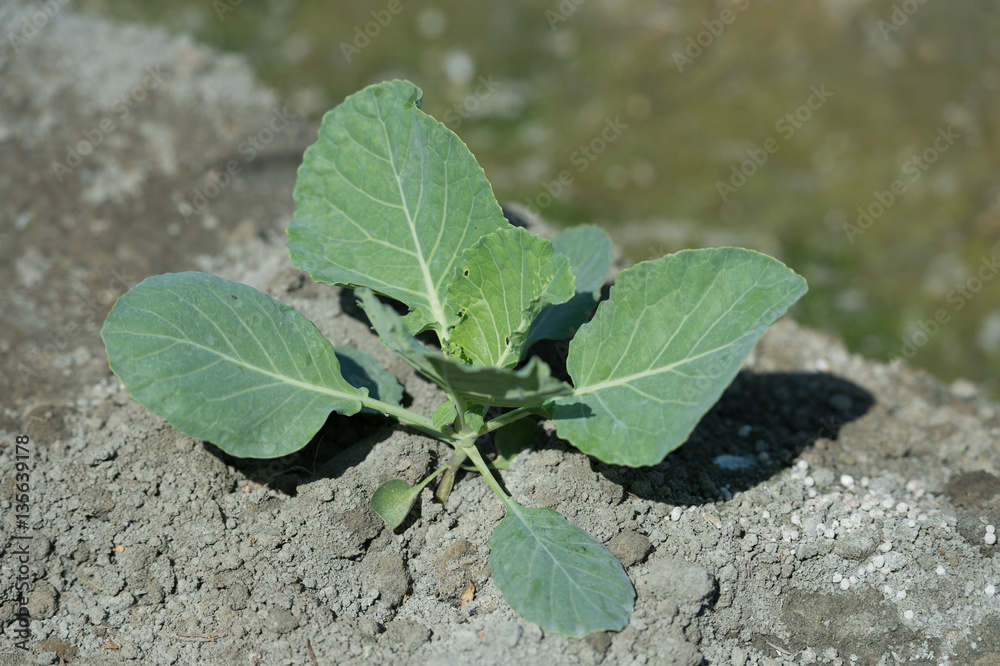 view of a freshly growing cabbage field.butterfly. view of a freshly growing cabbage field.butterfly.