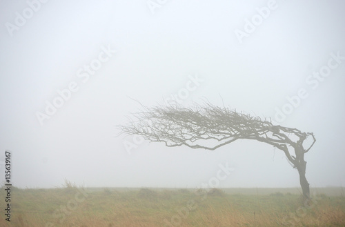 Windblown tree