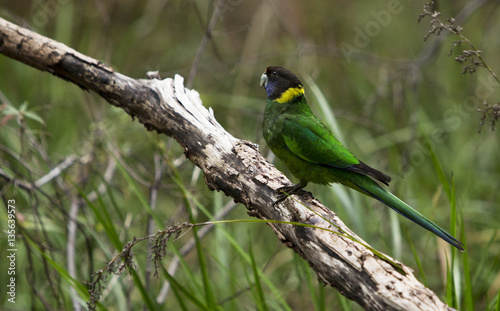 Ringneck Parrot perched on branch