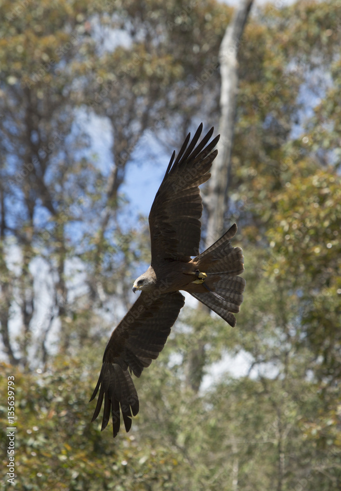 Naklejka premium Wedge-Tailed Eagle flying in forest