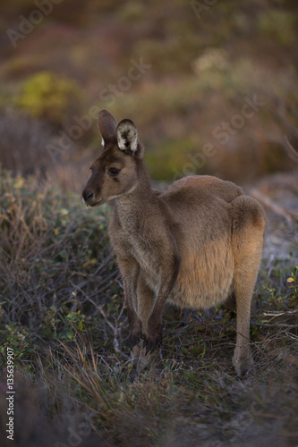 Kangaroo in sand dune and long grass