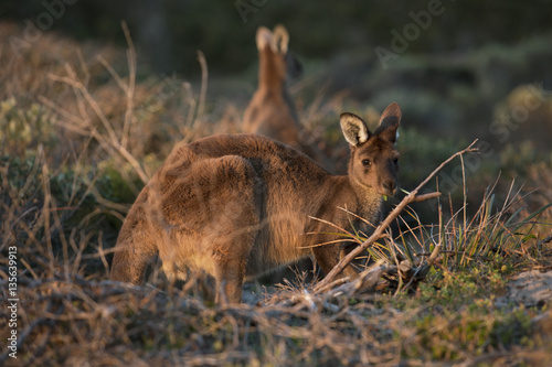 Kangaroos grazing in long grass