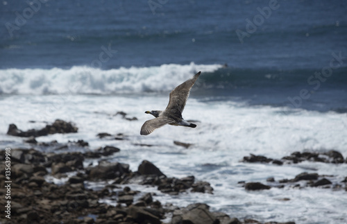 Seagull flying over coastal rocks and waves