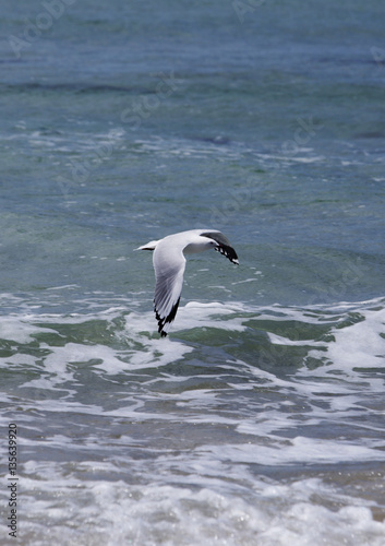 Seagull and Surf