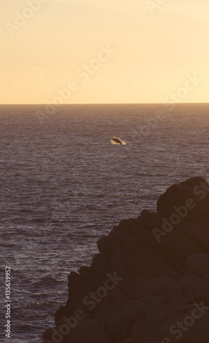 Whale breaches at Sunset