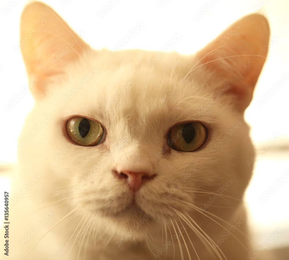 white cat portrait