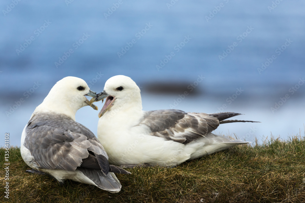 Obraz premium Orkneys, Scotland - June 5, 2012: Closeup of two white-gray seagulls showing their affection for each other while seated on a dry grassy bank against the blue sky background. Their beaks are mingled.