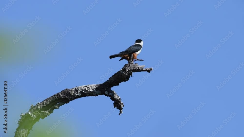 Collared Falconet Birds in Thailand and Southeast Asia. Collared Falconet Birds in Thailand and Southeast Asia.