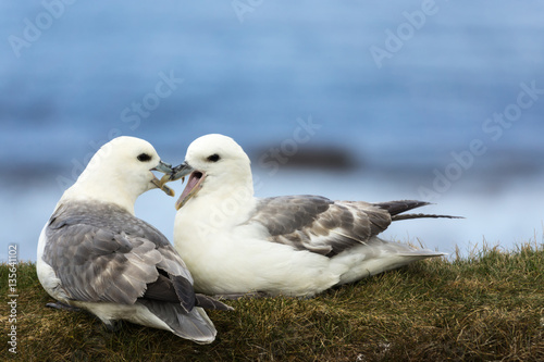 Orkneys, Scotland - June 5, 2012: Closeup of two white-gray seagulls showing their affection for each other while seated on a dry grassy bank against the blue sky background. Their beaks are mingled.