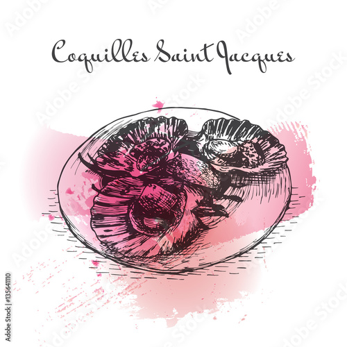 Coquilles Saint Jacques watercolor effect illustration.