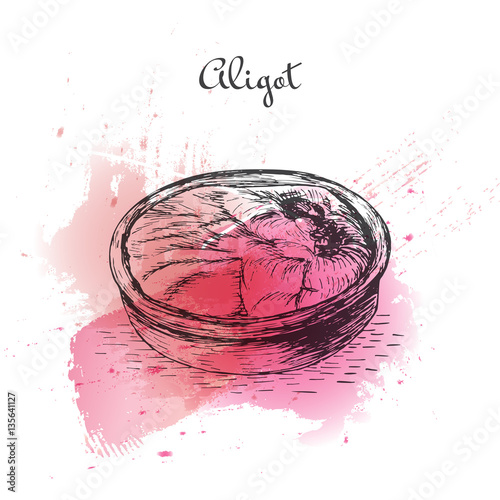 Aligot watercolor effect illustration.