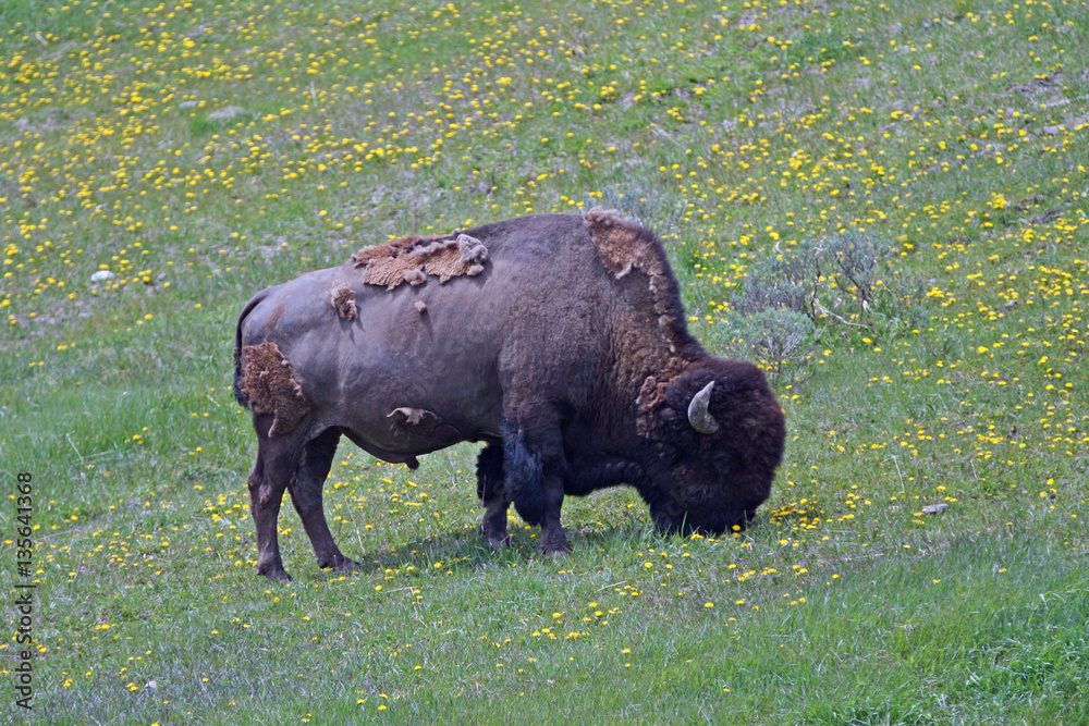 Bison Buffalo Bull grazing near Canyon Village in Yellowstone National Park in Wyoming USA
