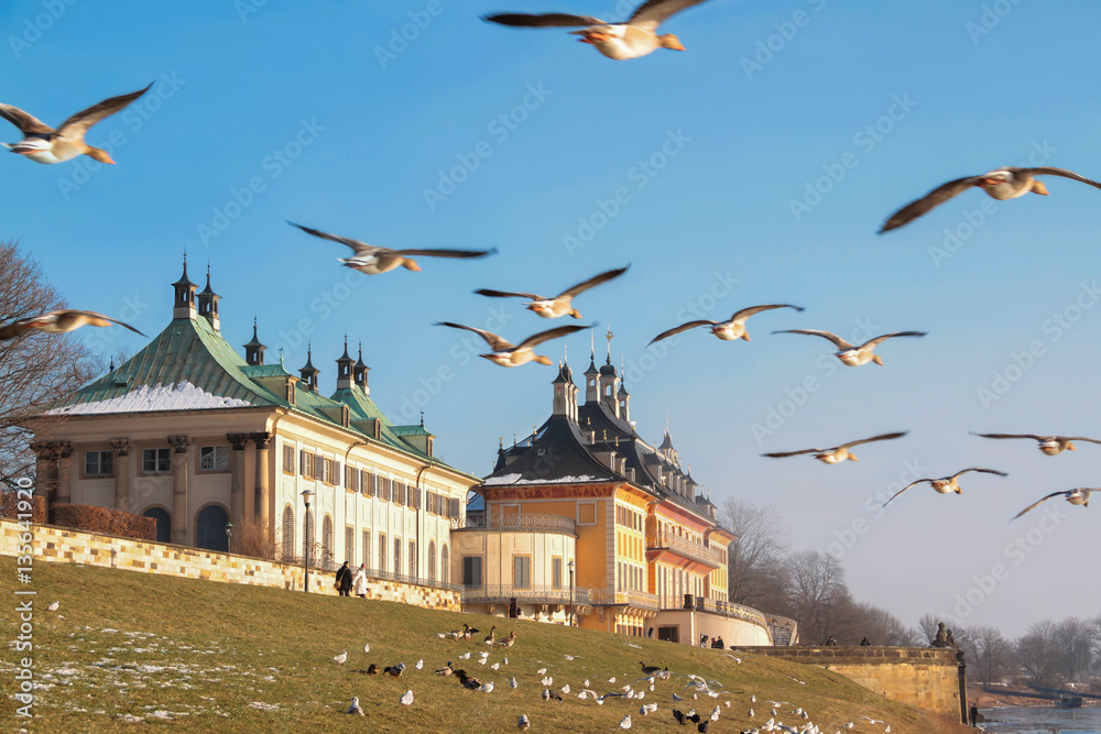 Schloss Pillnitz im Winter mit Graugans Schwarm Schloss Pillnitz im Winter mit Graugans Schwarm