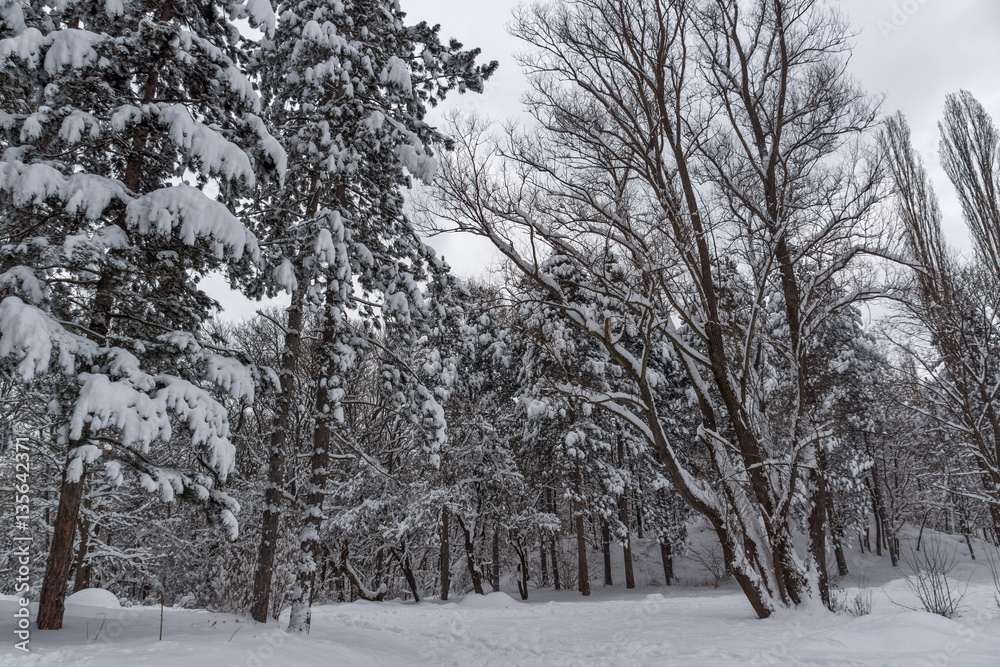 Fototapeta premium Amazing Winter view with snow covered trees in South Park in city of Sofia, Bulgaria