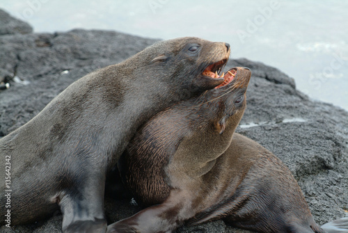 Fighting Galapagos Fur Seals