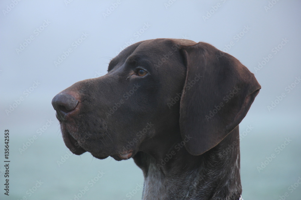 German Shorthaired Pointer