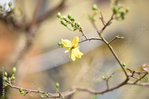 Apricot blossom