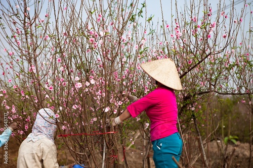 Fototapeta Naklejka Na Ścianę i Meble -  farmers and peach flowers blossom in Spring;