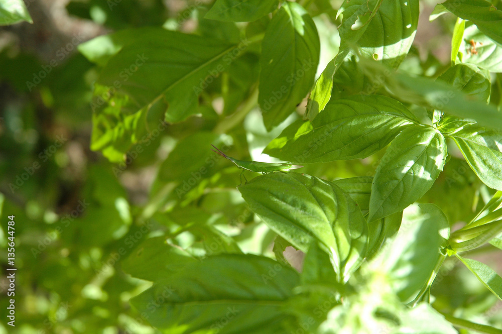 Grasshopper hiding in basil Grasshopper hiding in basil