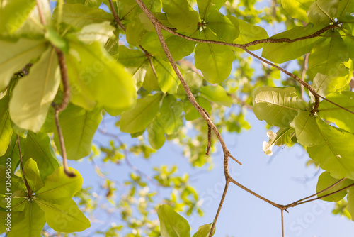 Green sea almond leaves with tree branch