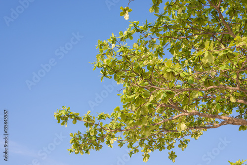 Green  sea almond leaves with tree branch