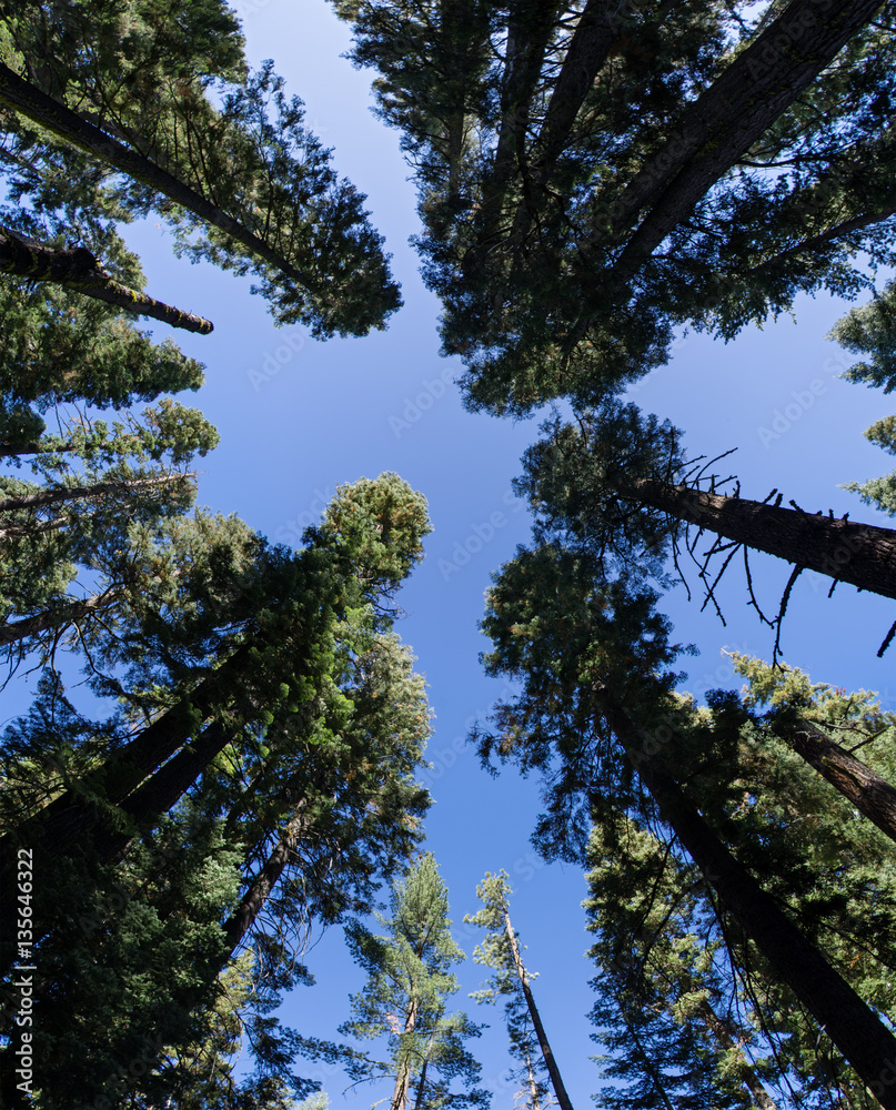 Fototapeta premium Forest Perspective