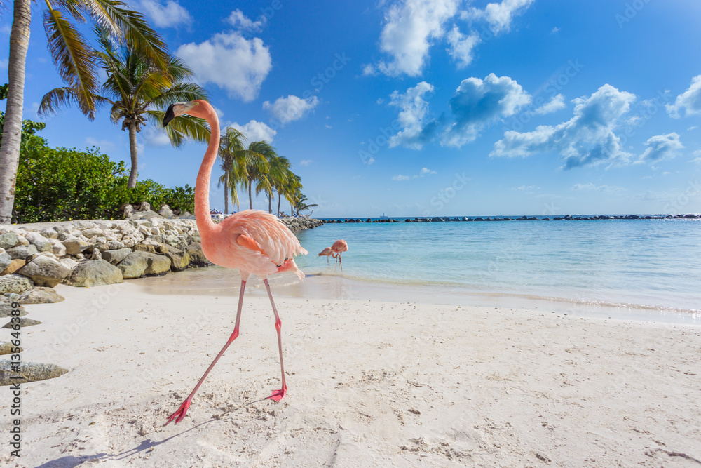 Fototapeta premium Trzy flamingi na plaży