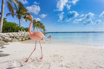 Poster Flamingo Drie flamingo's op het strand  © PhotoSerg