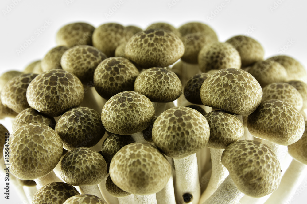 Mushroom Mushroom