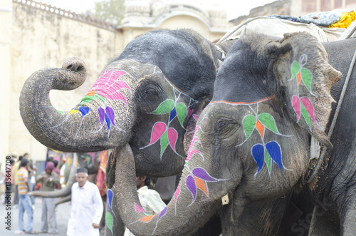 Colorful hand painted elephants, Holi festival, Jaipur, Rajasthan, India 