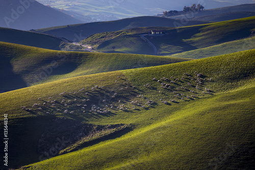 Colline verdi