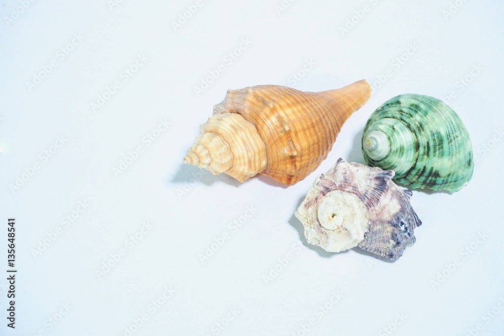 Group of Seashells Isolated on White Background Group of Seashells Isolated on White Background