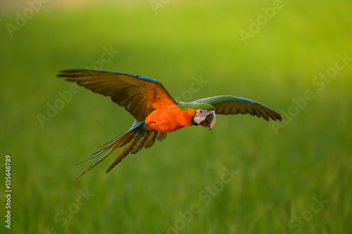 beautiful macaw flying in green background