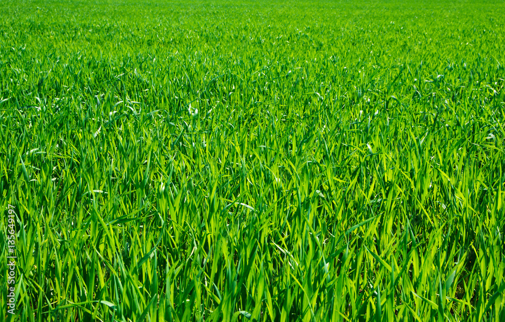 green grass background with selective focus green grass background with selective focus